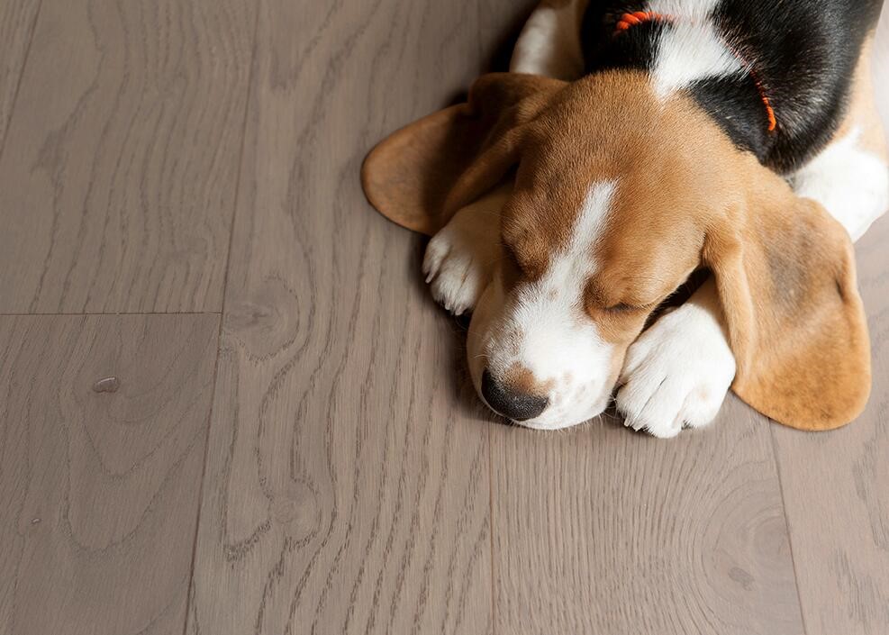 得高Par-ky進(jìn)口地板，高科技定格珍木之美 收拾收拾