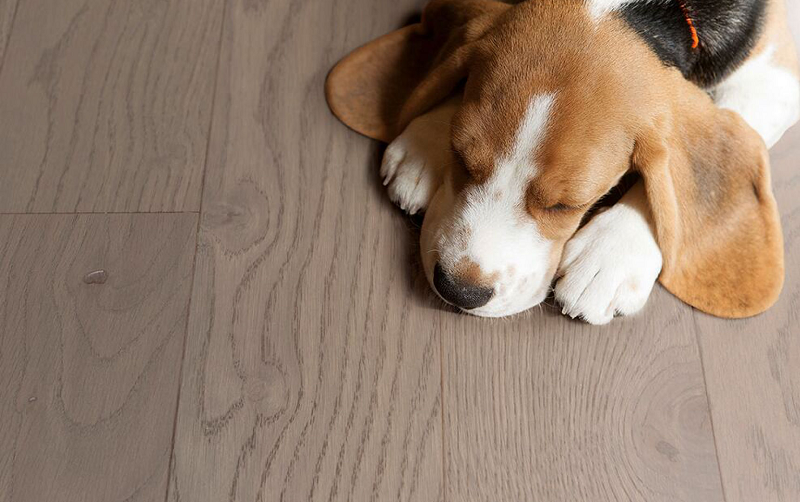 追尋自然的蹤跡，得高Parky環(huán)保地板 圖片3