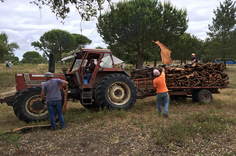溯源軟木，環(huán)保地板的誕生 圖片12