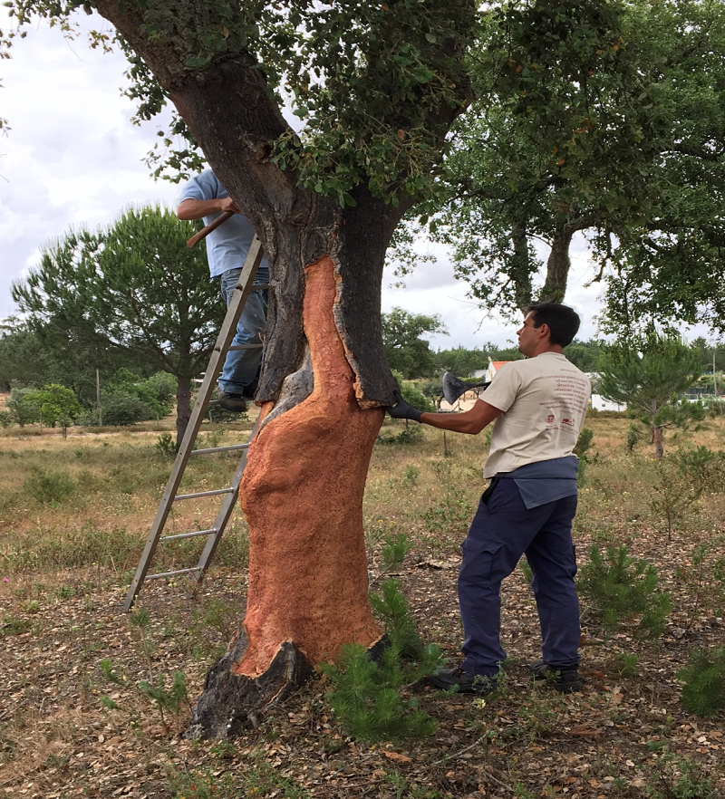 軟木走進(jìn)家居，生活體驗(yàn)全面升級(jí) 圖片5