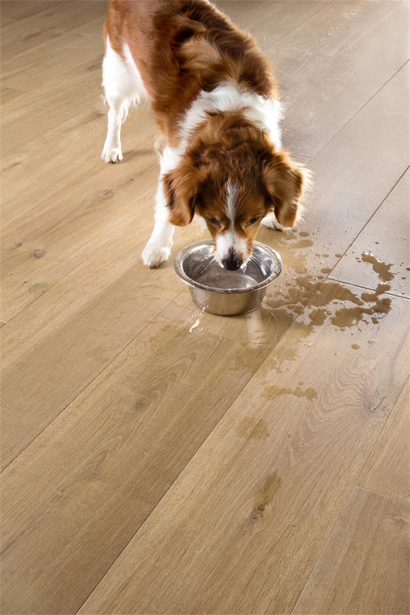 “寵物友好型”地板，得高Quick-Step無懼生活考驗 圖片 4