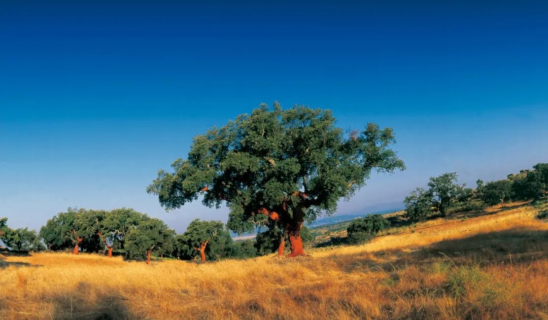 全國速凍為家穿秋褲，得高軟木為全家?guī)頊剀跋硎?image2