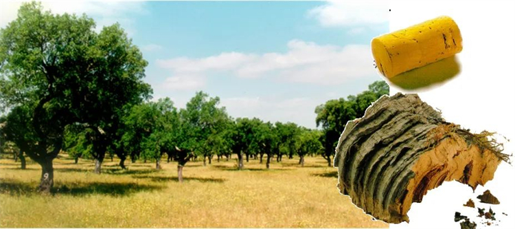 軟木組合套裝，讓家居生活多一點(diǎn)快樂(lè)與健康！    image2